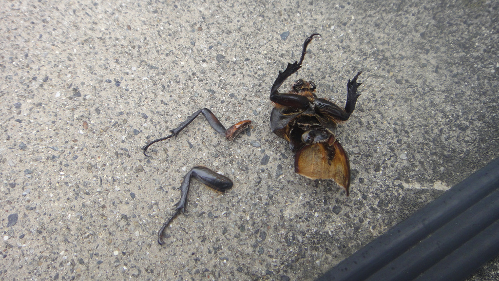 2011-08-25　カブトムシの雌