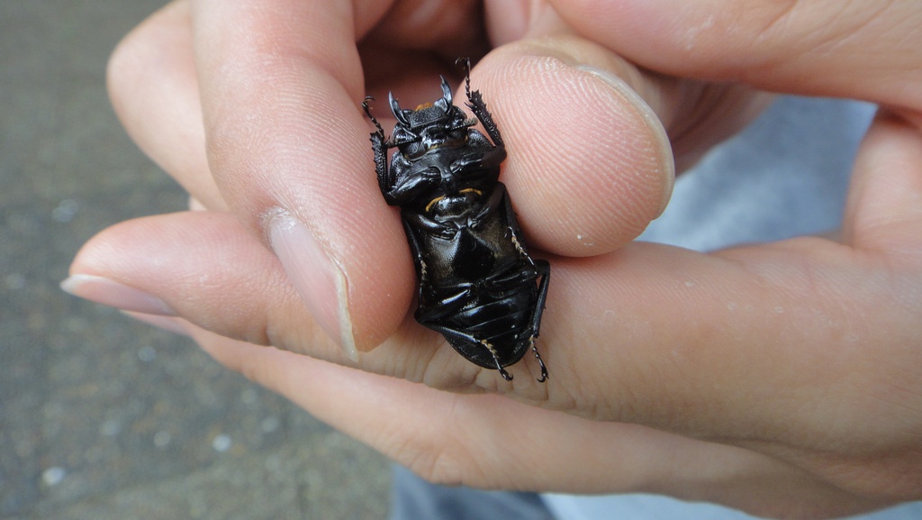 2011-08-31　カブトムシの雌