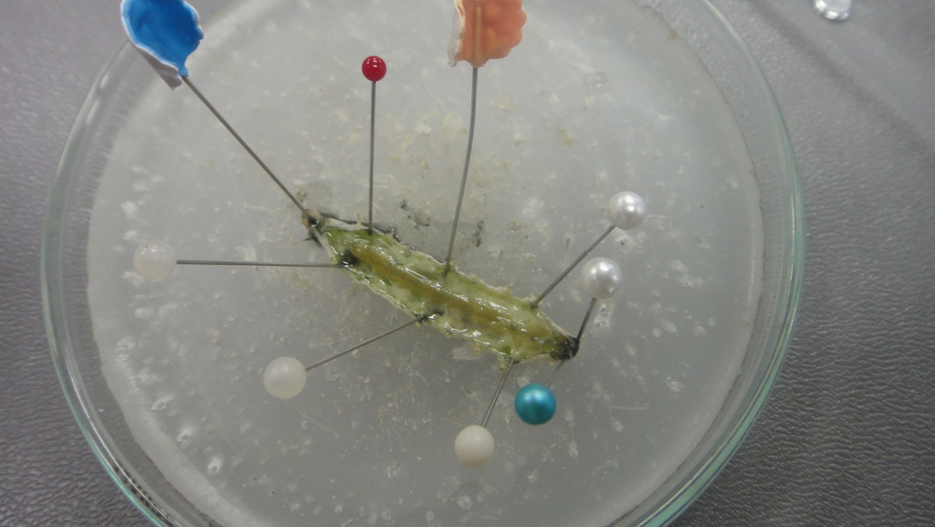 2011-10-26　解剖されたオオタバコガの幼虫