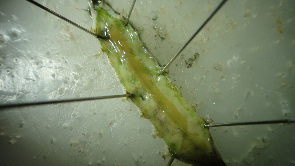2011-10-26　解剖されたオオタバコガの幼虫